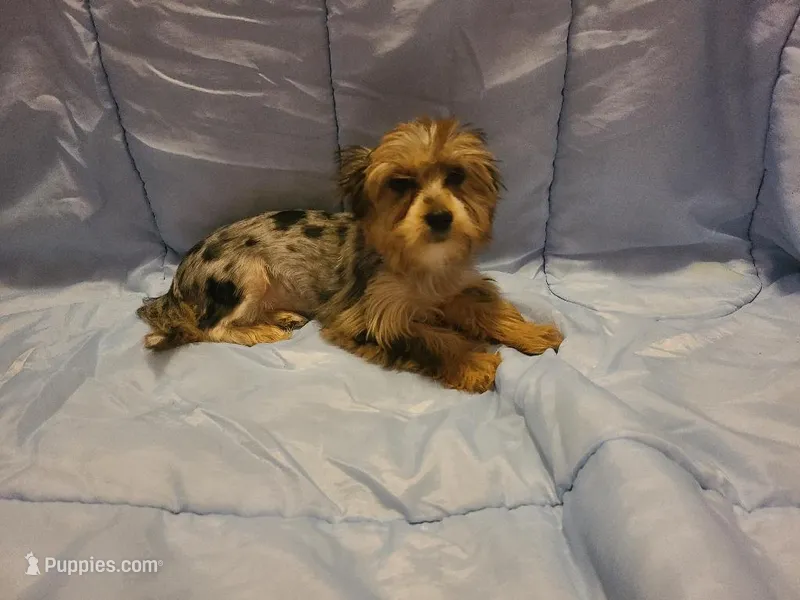 Teacup Bluecoco merle – Yorkshire Terrier puppy for sale in Fountain Inn, SC