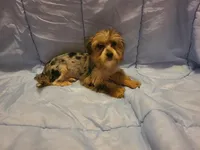 Teacup Bluecoco merle, a female Yorkshire Terrier for sale in Fountain Inn, SC – 1 of 7