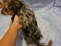 Teacup Bluecoco merle, a female Yorkshire Terrier for sale in Fountain Inn, SC – 7 of 7