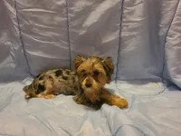 Teacup Bluecoco merle, a female Yorkshire Terrier for sale in Fountain Inn, SC – 4 of 7
