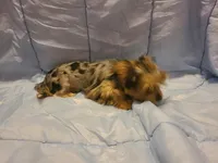 Teacup Bluecoco merle, a female Yorkshire Terrier for sale in Fountain Inn, SC – 5 of 7