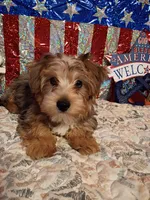Male merle, a male Yorkshire Terrier for sale in Fountain Inn, SC – 5 of 5