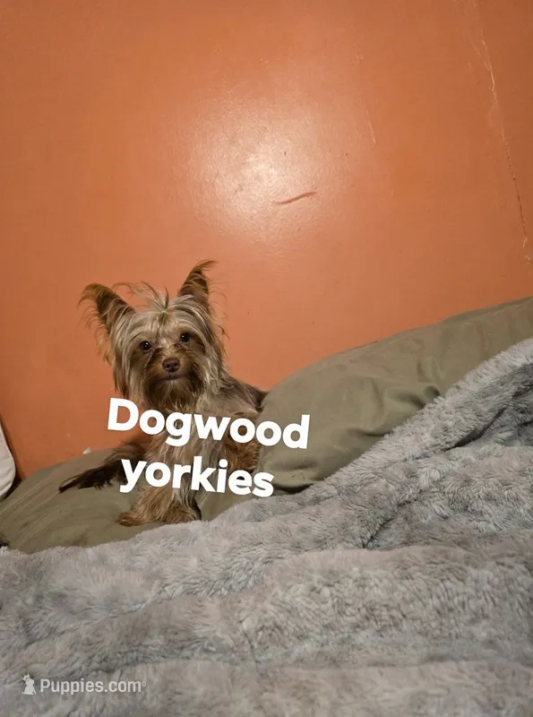 Teacup  chocolate merle – Yorkshire Terrier puppy for sale in Fountain Inn, SC