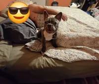 Bullet, a male Boston Terrier and French Bulldog for sale in Fountain Inn, SC – 2 of 2