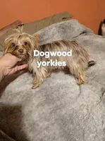 Teacup  chocolate merle, a female Yorkshire Terrier for sale in Fountain Inn, SC – 2 of 3