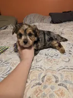 Male merle, a male Yorkshire Terrier for sale in Fountain Inn, SC – 1 of 2