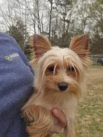 Tiny golden male, a male Yorkshire Terrier for sale in Fountain Inn, SC – 7 of 10
