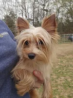 Tiny golden male, a male Yorkshire Terrier for sale in Fountain Inn, SC – 4 of 10