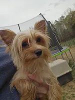 Tiny golden male, a male Yorkshire Terrier for sale in Fountain Inn, SC – 5 of 10