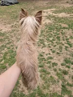 Tiny golden male, a male Yorkshire Terrier for sale in Fountain Inn, SC – 8 of 10
