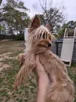 Tiny golden male, a male Yorkshire Terrier for sale in Fountain Inn, SC – 10 of 10