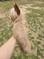 Tiny golden male, a male Yorkshire Terrier for sale in Fountain Inn, SC – 2 of 10