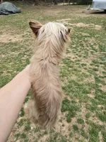 Tiny golden male, a male Yorkshire Terrier for sale in Fountain Inn, SC – 9 of 10