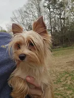 Tiny golden male, a male Yorkshire Terrier for sale in Fountain Inn, SC – 3 of 10