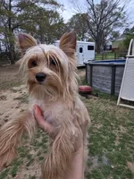 Tiny golden male, a male Yorkshire Terrier for sale in Fountain Inn, SC – 6 of 10