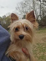 Tiny golden male, a male Yorkshire Terrier for sale in Fountain Inn, SC – 1 of 10