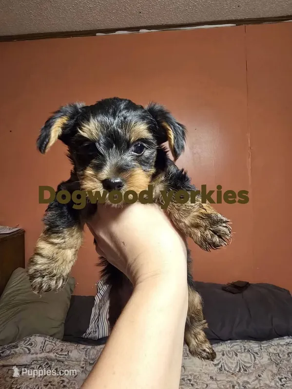 Black and tan male – Yorkshire Terrier puppy for sale in Fountain Inn, SC
