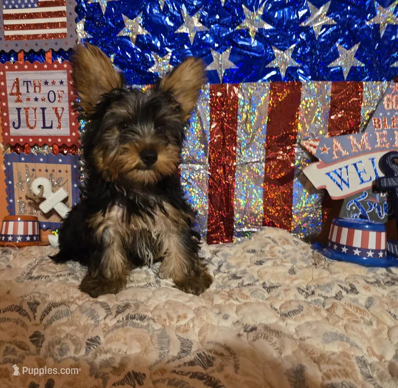 Black and tan male – Yorkshire Terrier puppy for sale in Fountain Inn, SC