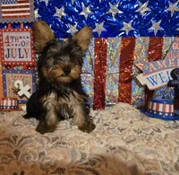 Black and tan male, a male Yorkshire Terrier for sale in Fountain Inn, SC – 1 of 2