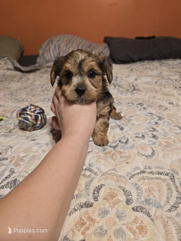 Male merle – Yorkshire Terrier puppy for sale in Fountain Inn, SC