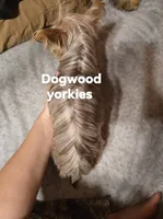 Teacup  chocolate merle, a female Yorkshire Terrier for sale in Fountain Inn, SC – 3 of 3