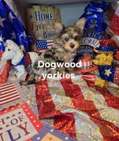 Blue merle male, a male Yorkshire Terrier for sale in Fountain Inn, SC – 2 of 2