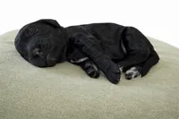 processed/6e689e7d-0609-4936-b2c9-3b68e04e3b53/listing/51ccdec3-3dd0-4a34-8680-4eb2318bd424/6b32c469-1f8b-4c7c-a43d-7da350a205f9