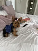 Khloe, a female Yorkshire Terrier for sale in Bethlehem, GA – Photo 2 of 5