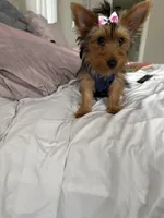 Khloe, a female Yorkshire Terrier for sale in Bethlehem, GA – Photo 5 of 5