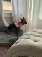 Khloe, a female Yorkshire Terrier for sale in Bethlehem, GA – Photo 4 of 5