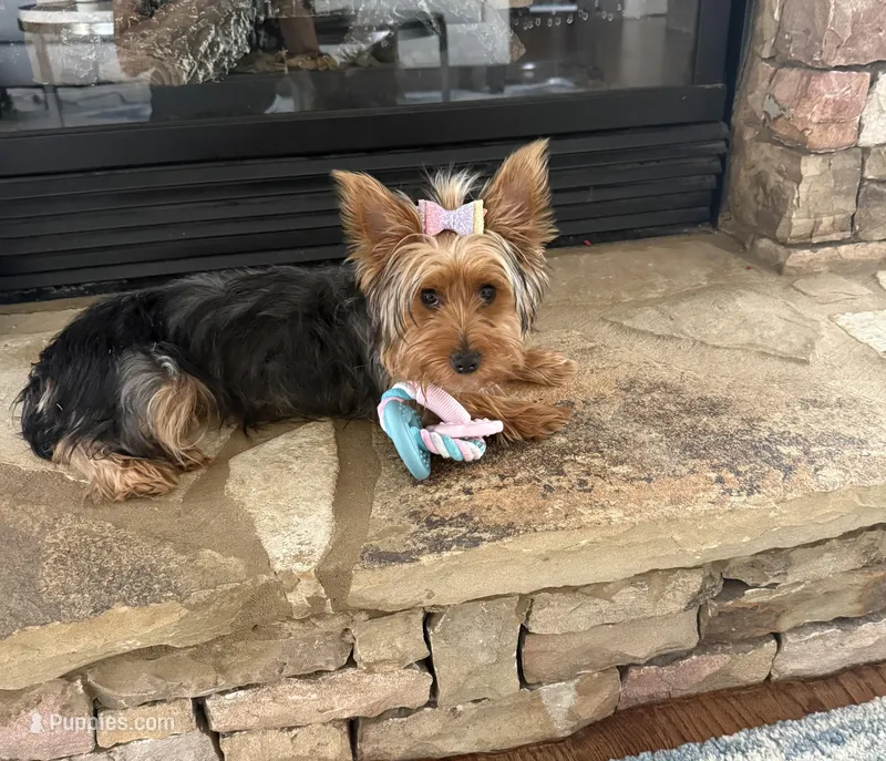 Khloe – Yorkshire Terrier puppy for sale in Bethlehem, GA