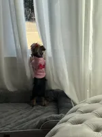 Khloe, a female Yorkshire Terrier for sale in Bethlehem, GA – Photo 3 of 5