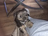 Milky way, a male Yorkshire Terrier for sale in Norfolk, VA – 4 of 4