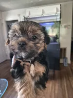 Milky way, a male Yorkshire Terrier for sale in Norfolk, VA – 3 of 4