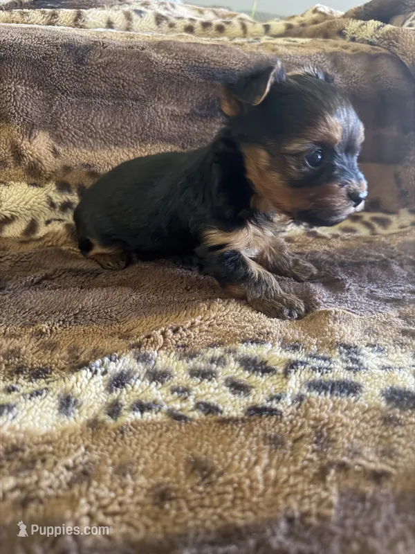 Chase – Yorkshire Terrier puppy for sale in Kerrville, TX
