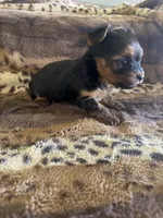 Chase, a male Yorkshire Terrier for sale in Kerrville, TX – 1 of 2