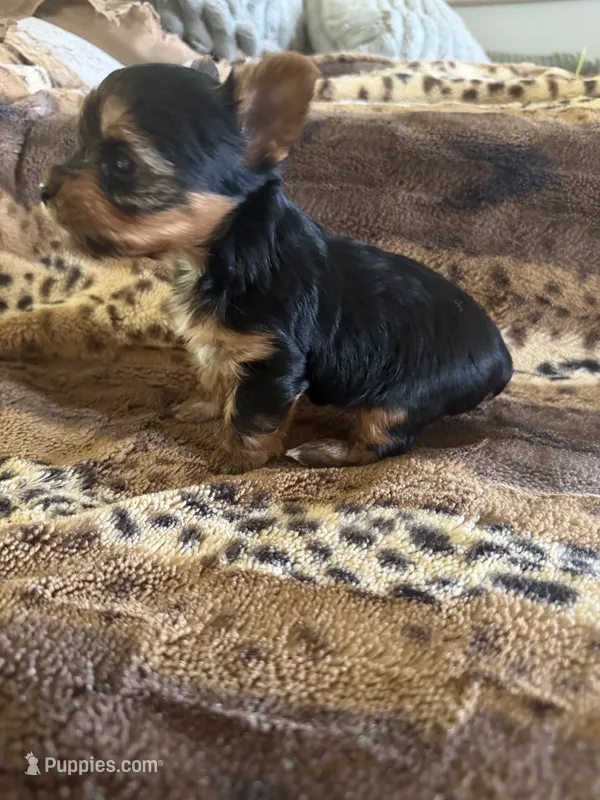 Rubble – Yorkshire Terrier puppy for sale in Kerrville, TX