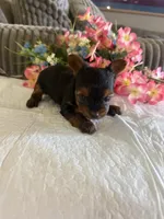 Sky, a female Yorkshire Terrier for sale in Kerrville, TX – 2 of 2