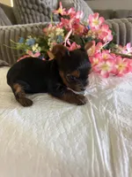 Sky, a female Yorkshire Terrier for sale in Kerrville, TX – 1 of 2