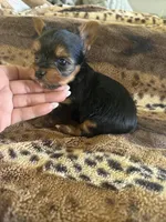 Rubble, a male Yorkshire Terrier for sale in Kerrville, TX – 2 of 2