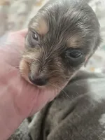 Vashtis boy 1, a male Miniature Dachshund for sale in Klamath Falls, OR – Photo 3 of 3