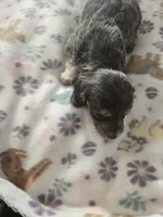 Vashtis boy 1, a male Miniature Dachshund for sale in Klamath Falls, OR – Photo 2 of 3