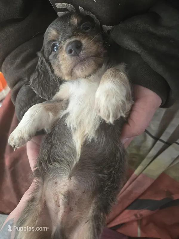 Vashtis boy 1, a male Miniature Dachshund for sale in Klamath Falls, OR – Photo 1 of 3
