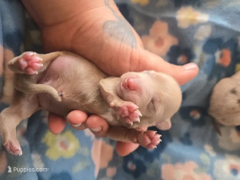 Stitious boy – Miniature Dachshund puppy for sale in Klamath Falls, OR