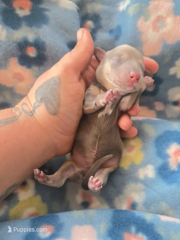 Stitious girl 1 – Miniature Dachshund puppy for sale in Klamath Falls, OR