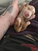 Lucys Boy 2, a male Miniature Dachshund for sale in Klamath Falls, OR – Photo 3 of 3