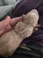 Lucys Boy 2, a male Miniature Dachshund for sale in Klamath Falls, OR – Photo 2 of 3