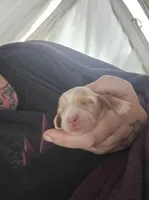 Lucys Boy 2, a male Miniature Dachshund for sale in Klamath Falls, OR – Photo 1 of 3