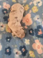 Stitious girl 3, a female Miniature Dachshund for sale in Klamath Falls, OR – 3 of 5