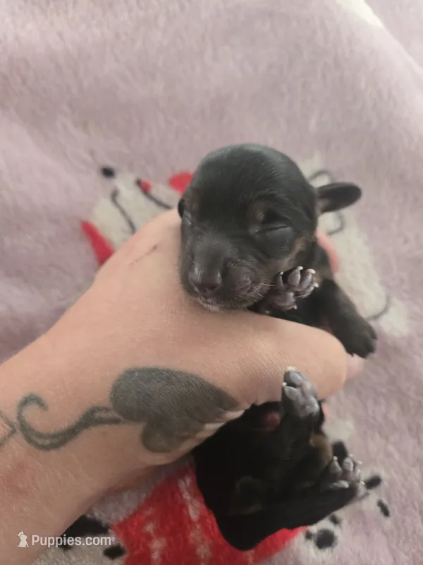 Lucys boy 1 – Miniature Dachshund puppy for sale in Klamath Falls, OR
